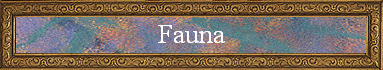 Fauna