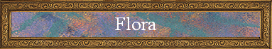 Flora