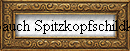 Rotbauch Spitzkopfschildkrte